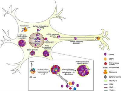 To Be or Not To Be…Toxic—Is RNA Association With TDP-43 Complexes Deleterious or Protective in Neurodegeneration?